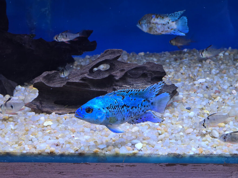 The electric blue jack dempsey