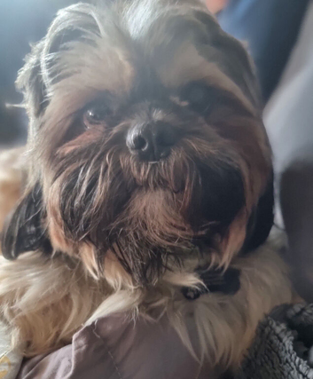 Shih tzu Puppies ready to change home.