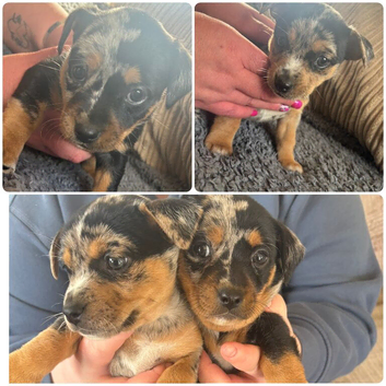 Jack Russell Blue Mearl