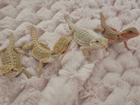 Baby beardies available