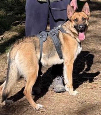 German shepherd 3 years old (in November)