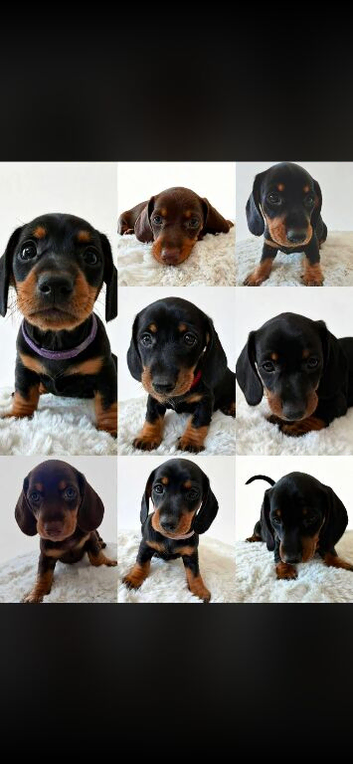 Beautiful Miniature Daschund Puppies