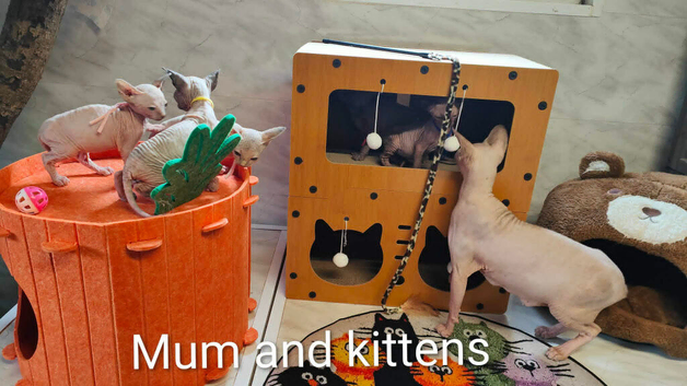 Tica Registered Canadian Sphynx Kittens