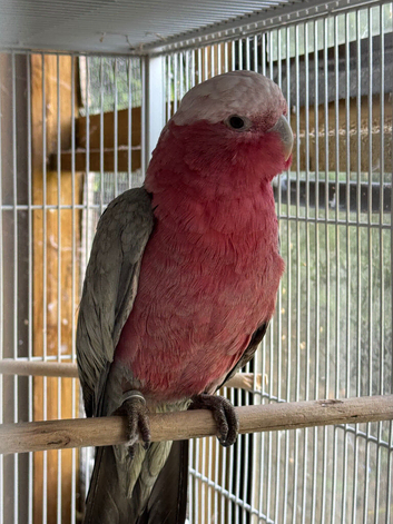 Female Galah 2022 Close rung