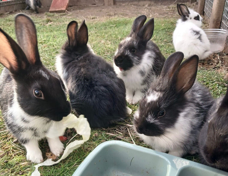 Baby rabbits 8 weeks old