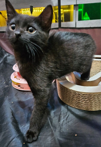 Kitten