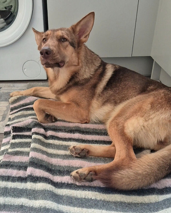 Beautiful German Shepherd