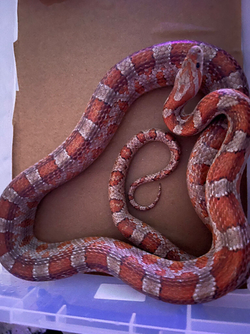 Corn snake for sale