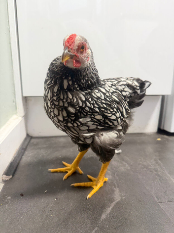 Pure Silver Laced Wyandotte Cockerel