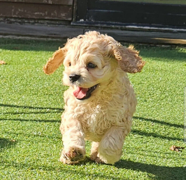 American cockerpoo f1b puppies