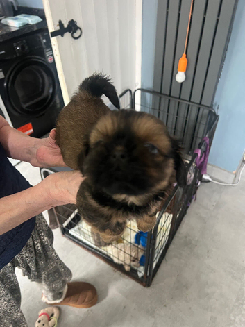 Stunning imperial Shih Tzu pups