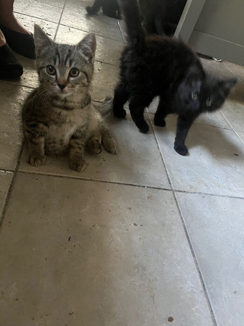 Kittens for sale