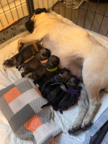 Pug puppies kc registered