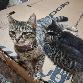 9 week old kittens looking for forever homes