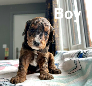 Lovely cockapoo puppies  will be ready very soon