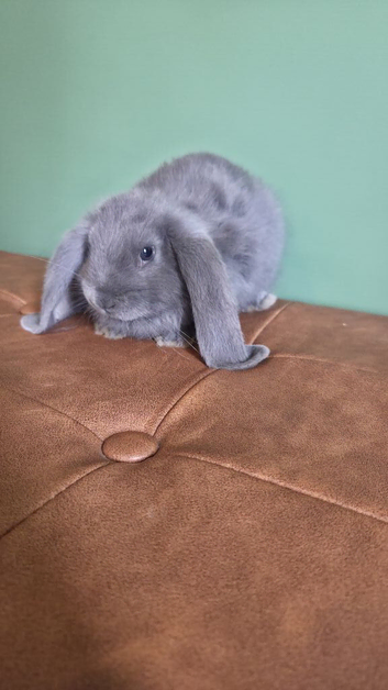 Beautiful French Lop Babies