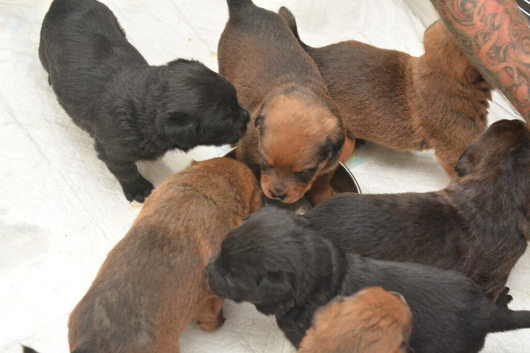 Chunky Rottiecorso's