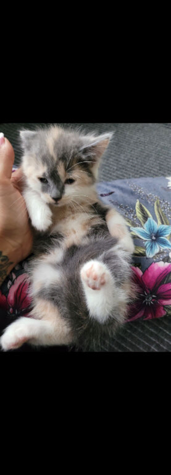 Fluffy grey female kitten