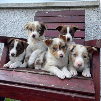 Red / White + Red Merle Border Collie puppies
