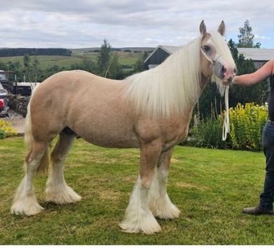 Beautiful 4 yr old palomino 14.2 cob stallion