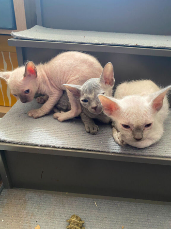 Adorable sphinx kittens 2 boys 4 girls