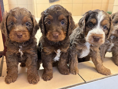 Fabulous F1 cockapoos