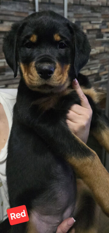 Last Females Available &ndash; Strong German Style