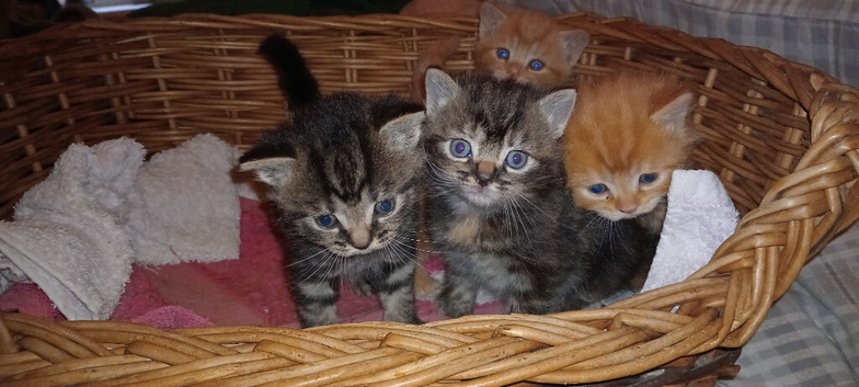 Happy, healthy, beautiful kittens