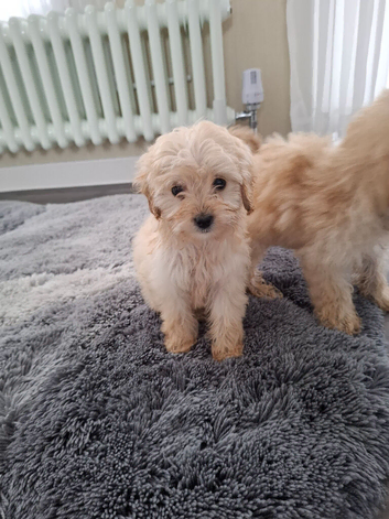 Cockapoo puppies for sale