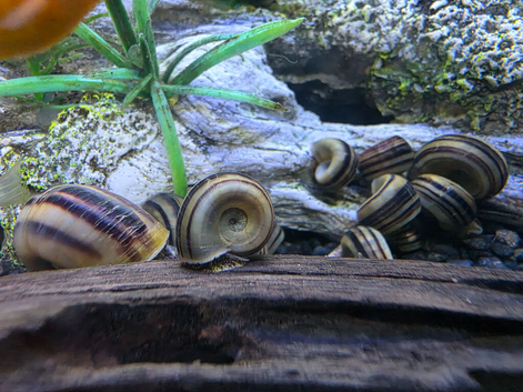 Giant Columbian Ramshorn Snail.