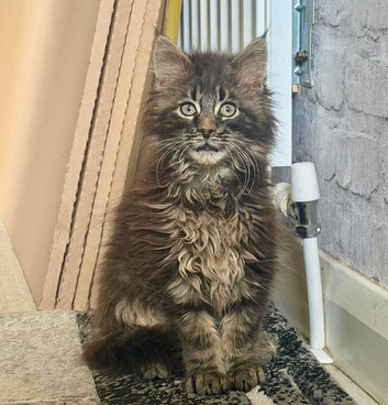 Pedigree Maine Coon Male kitten