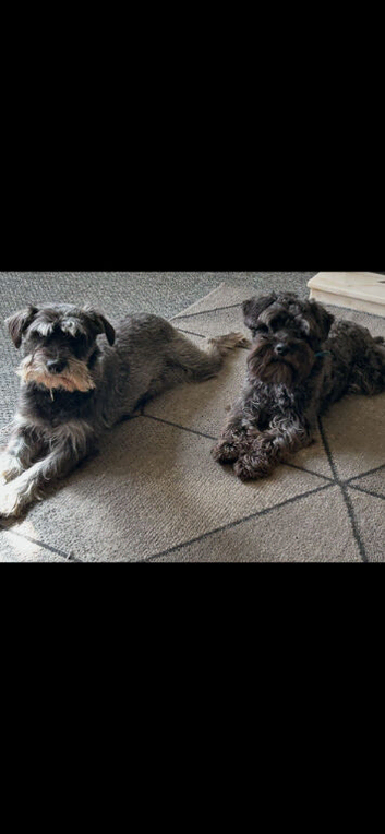 Miniture schnauzer pups 4 gailrs 2 boys