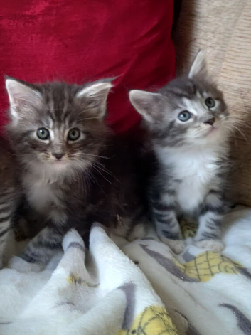 3/4 mainecoon kittens
