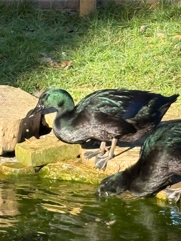 2 beautiful girls hatched in the summer