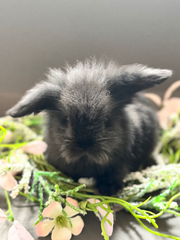 Adorable Indoor Lionlop Bunnies For Sale - Ready Soon!