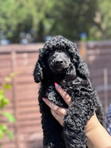 Beutiful miniature poodles