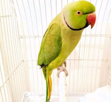 Ringneck