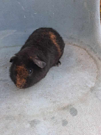 Male guinea pigs