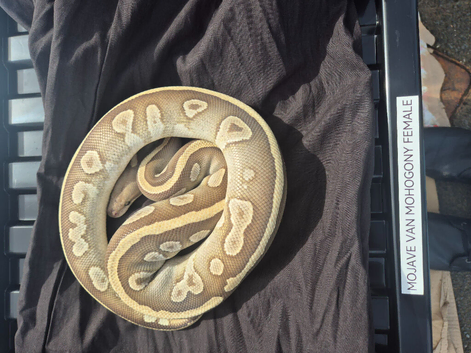 Mojave Van Mahogany