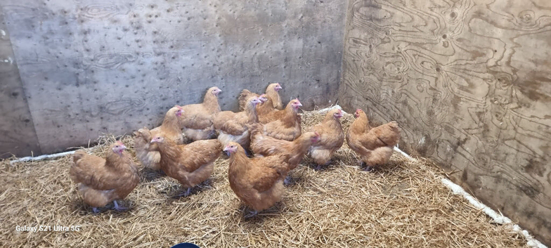 12 x Buff Orpington hens