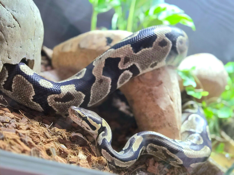 5 year old FEMALE