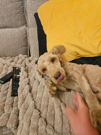Bailey
