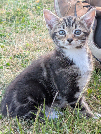 Male Kitten