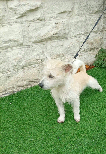 Westie x terrier