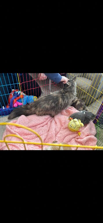 BEAUTIFUL FULL MAINE COON KITTENS