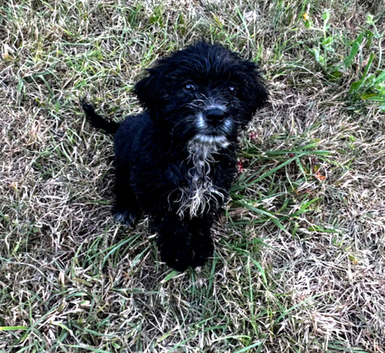 Cockapoo puppies