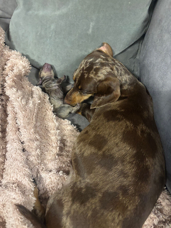 4 miniature dachshund pups
