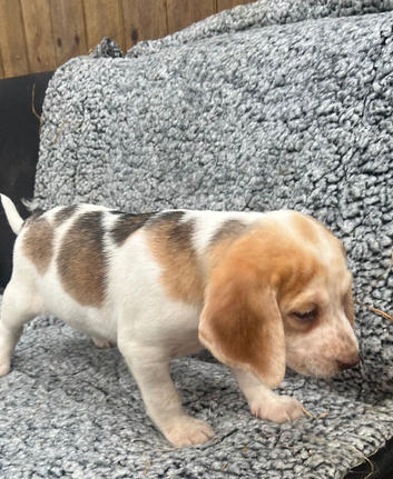 Beautiful Beagle Puppies