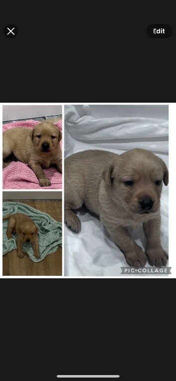 Labrador puppies kc registered