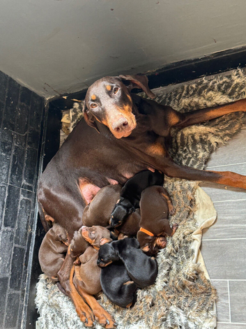 Non Kc Dobermans